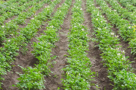 Green potatoes grow in the garden.