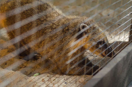 Coati in a cage.の写真素材