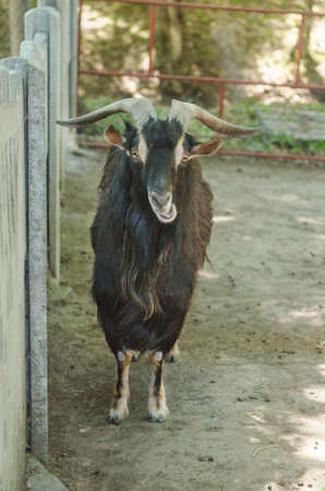Black hairy horned goat at the zoo.の写真素材