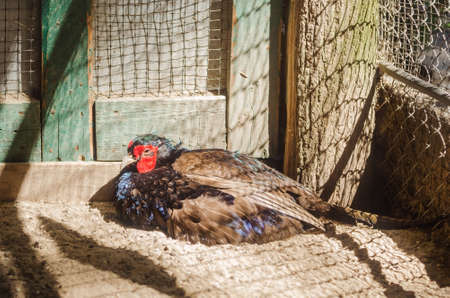 Pheasant in a cage at the zoo.の写真素材