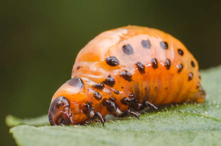 Red larva of the Colorado potato beetle eats potato leaves.
