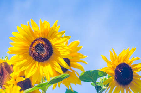 Sunflower against the blue sky.の写真素材