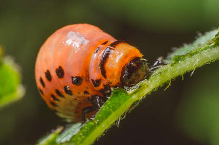 Red larva of the Colorado potato beetle eats potato leaves.の写真素材