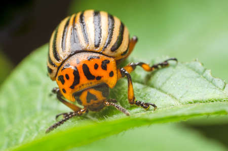 Colorado potato beetle eats potato leaves, close-up.の写真素材