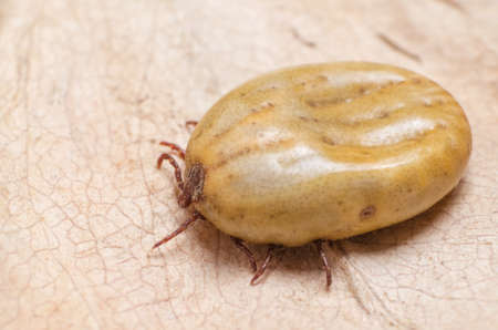Tick filled with blood sitting on a dry leaf.の写真素材