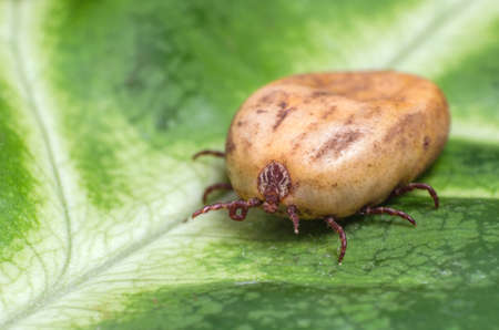 Filled with blood the tick sits on a green leaf.の写真素材