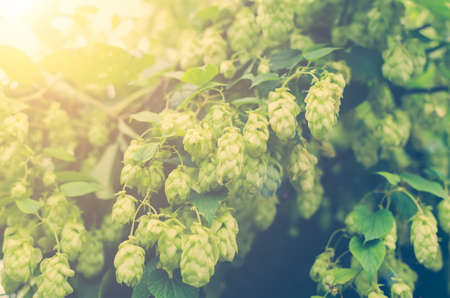 Branches of hops in sunlight toned.