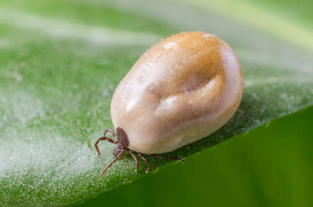 Filled with blood the tick sits on a green leaf.の写真素材