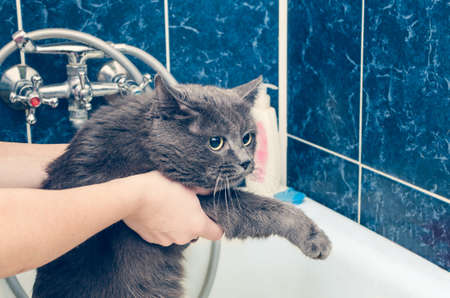Bathing a gray cat in the bathroom.の写真素材