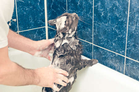Bathing a gray cat in the bathroom.の写真素材