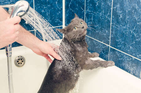 Bathing a gray cat in the bathroom.の写真素材