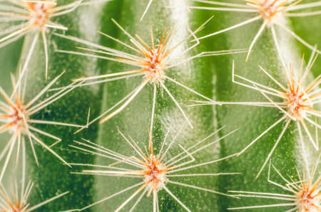 Green spiny cactus background texture.の写真素材
