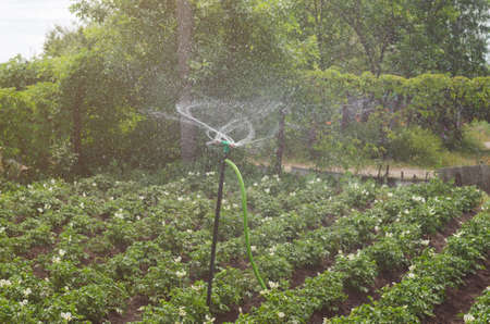 Potato irrigation on a hot summer day.の写真素材