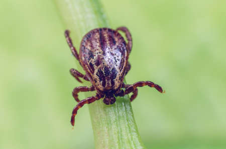 A dangerous parasite and infection carrier mite sitting on a green leaf.の写真素材