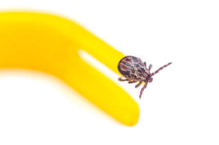 Mite crawls on yellow tweezers to remove ticks on a white background.の写真素材