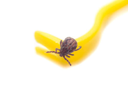 Mite crawls on yellow tweezers to remove ticks on a white background.の写真素材