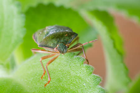 Green shield bug Palomena prasina.