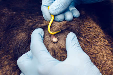 Human hands in blue gloves remove the tick with the hook of the dog.の写真素材