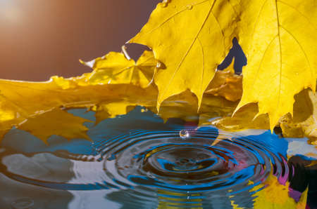 Yellow maple leaf and a drop of water in the sunlight. Toned.の写真素材