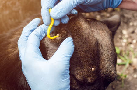 Human hands in blue gloves remove the tick with the hook of the dog.の写真素材