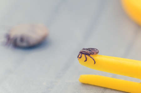 Mite crawling on a yellow tweezers for removing ticks.の写真素材