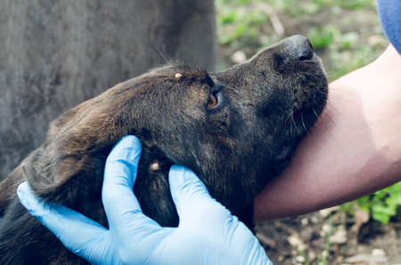 Hand in rubber glove and tick in dog skin.