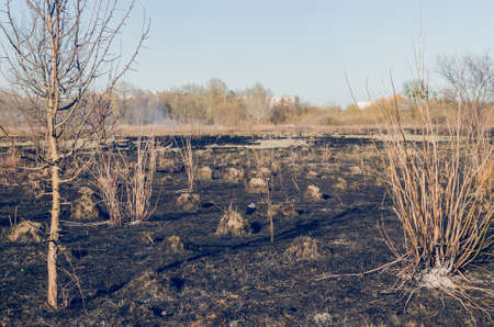 Scorched dry grass in the field.