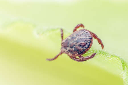 A dangerous parasite and infection carrier mite sitting on a green leaf.