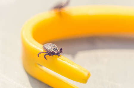 Mite crawling on a yellow tweezers for removing ticks.の写真素材