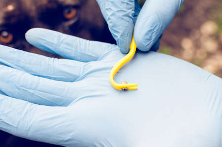 Hands in blue gloves hold a hook with a tick taken from a dog.