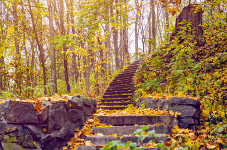 Stone steps strewn with yellow autumn leaves.