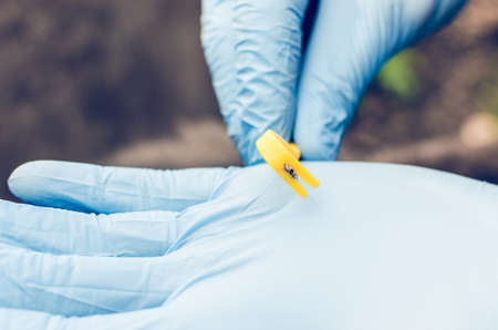 Hands in blue gloves hold a hook with a tick taken from a dog.の写真素材
