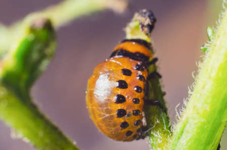 Red larva of the Colorado potato beetle eats potato leaves.の写真素材