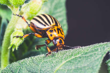 Colorado potato beetle eats potato leaves, close-up.の写真素材
