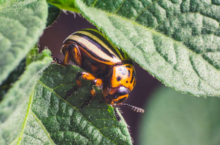 Colorado potato beetle eats potato leaves, close-up.