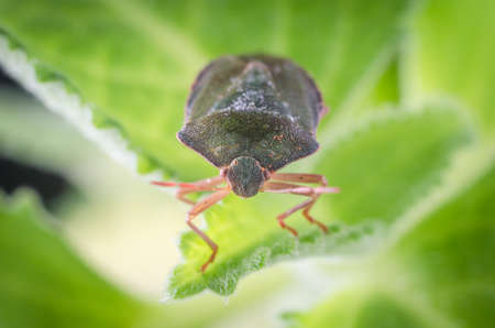 The bug the green tree shield Palomena prasina sits on the leaf.