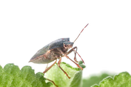 The bug the green tree shield Palomena prasina sits on the leaf.の写真素材