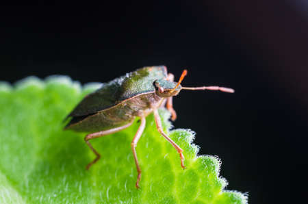 The bug the green tree shield Palomena prasina sits on the leaf.