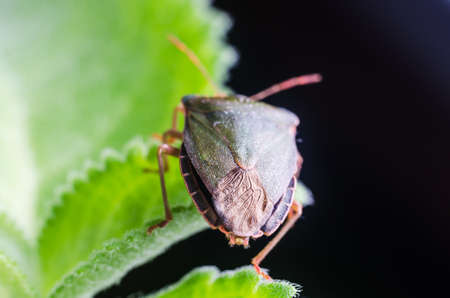 The bug the green tree shield Palomena prasina sits on the leaf.の写真素材