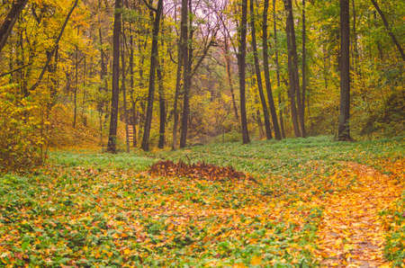 Beautiful autumn park strewn with fallen leaves.