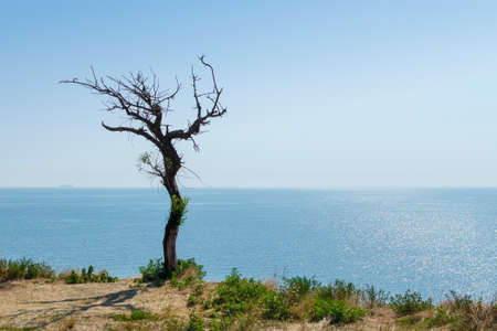 Dry tree on a cliff over the sea.