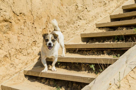 A small dog goes down a wooden staircase.の写真素材