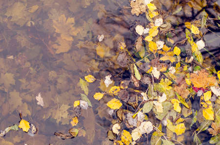 Colorful autumn leaves falling into the water in the park.