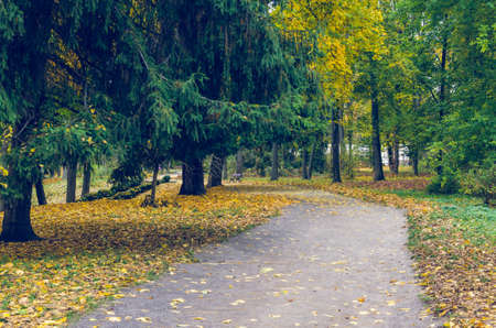 Beautiful autumn park strewn with fallen leaves.