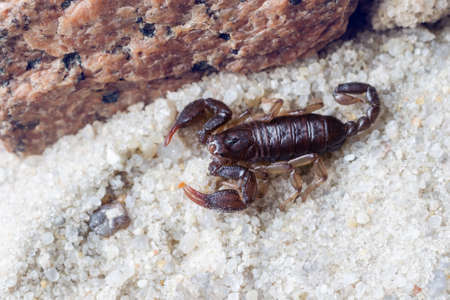Scorpion creeps on the sand close up.
