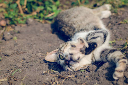 A gray cat is lying on the ground on a summer day.の写真素材