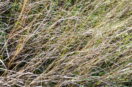 Dry grass on a sunny day background texture.