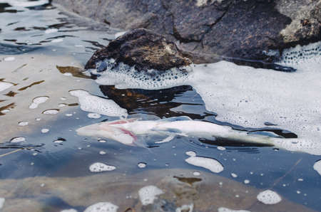 Dead poisoned fish lies on the banks of the river, environmental pollution.