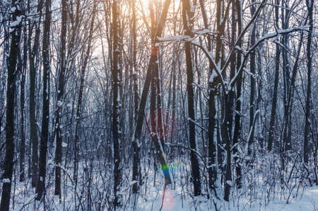 Winter forest with snow and frost on the trees in the sunlight.の写真素材