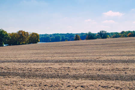 Soybean field after harvest in the fall